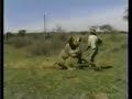 Lion Attack Hunting Safari Africa Lion Attack Hunting Safari Africa