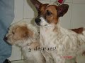 Adopciones varias I