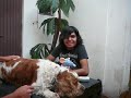 The Crazy Cow Burritos / Cocina Facil Con Los Hermanos Sammy The Crazy Cow Burritos / Cocina Facil Con Los Hermanos Sammy