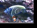 My Saltwater Reef Aquarium My Saltwater Reef Aquarium