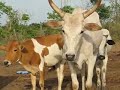 Farming in Ghana