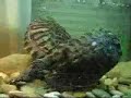 la-cpula-de-mis-trachemys-scripta-elegans-conchi-y-pamela.html