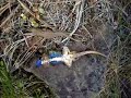 Lizards playing dead