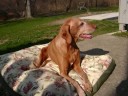 This is a little tribute i put together about my old dog... Otter. She was 8 when she died. She lost felling in her legs and had a tumor in her head... we put her to sleep. R.I.P. Otter!!! I LOVE YOU Song: Citizen Cope- Let the drummer kick