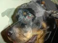My rottweilers