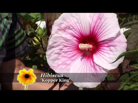 how to grow hibiscus plant