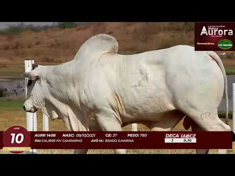 4� De Olho na Fazenda - NELORE AURORA participa��o Chico Paulic�ia