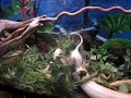 Girl feeds 6 foot python a rat