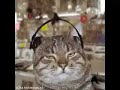 踊るネコ動画