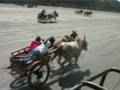 gorai horse bull race avlon zico 4