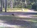 Kangaroos at Green Patch