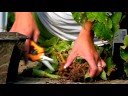 Planting & Growing Flower Bulbs : How to Dig & Store Tuberous Begonias Planting & Growing Flower Bulbs : How to Dig & Store Tuberous Begonias
