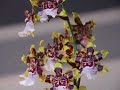 Odontioda Wild Cat orchid blowing in the wind Odontioda Wild Cat orchid blowing in the wind