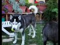Cane Corso Asia Alaskan Malamute Bambo