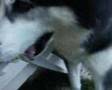 Alaskan Malamute video