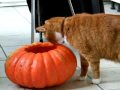 Diabolo et tit Jaimy : http://satanediabolo.blogspace.fr/     Repas d' Halloween !