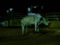 videos de cia 3z irmaosfavaro