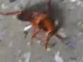 videos de las cucarachas se bañan