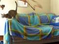gatto pazzo...