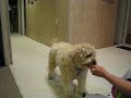 Mini Goldendoodle earning her food the fun way