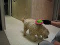 Mini Goldendoodle earning her food the fun way