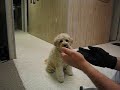 Mini Goldendoodle earning her food the fun way