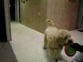 Mini Goldendoodle earning her food the fun way