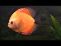 my 10 diskus fish