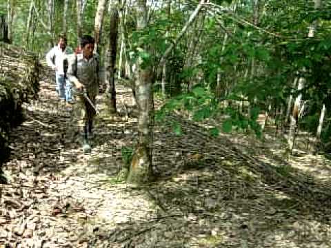 how to fertilize rubber trees