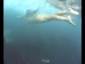 Surfing and Bikini girls underwater