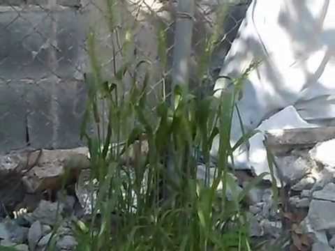 how to transplant wheatgrass