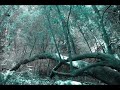 songs from the wood Jethro Tull