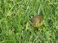 Connecticut Warbler in Central Park