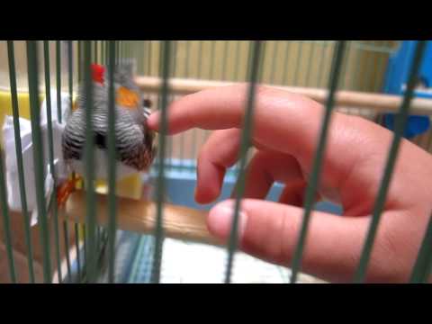 how to train a zebra finch