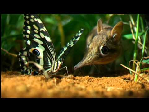 (BBC)隱密的王國 Hidden Kingdoms: 3.都市叢林 Urban Jungles
