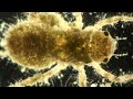 Water insect