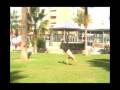 trailer jairo 2008(urban-trickers).wmv