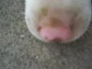 LAZYEST PUP EVER