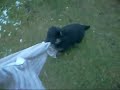 Zelený kámen -?t??átka - vrh - F.wmv Zelený kámen -?t??átka - vrh - F.wmv
