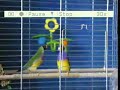 Gouldian finches