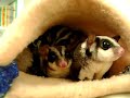 Suggies eating mealies Suggies eating mealies