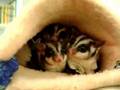 Suggies eating mealies