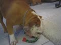 Marley and Gus - share toy