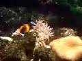 ikan tanduk kuning yang sungguh laju...