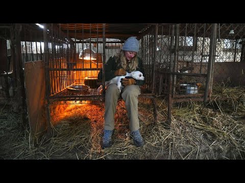 Tierschtzer befreien Hunde aus Hundefarm in Sdkorea