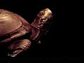 Turtle buccal oscillation (sniffing)