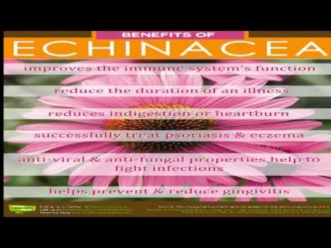 how to take echinacea