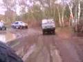 haflinger and Pinzgauer