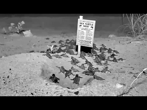 CAUGHT ON CAMERA: Sea Turtles Hatching In Key West