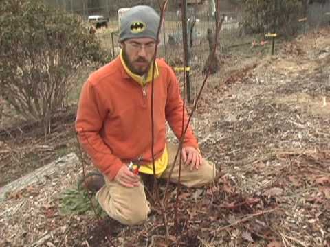how to transplant blueberry shoots